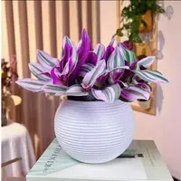 油画婚礼吊兰盆栽好养活易爆盆适合室内办公的多肉植物