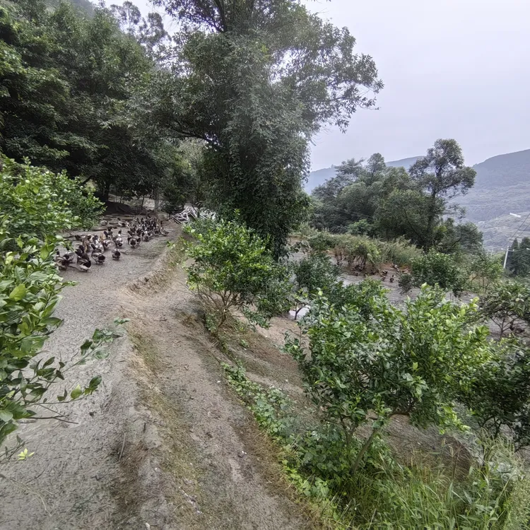 生态，放养，纯粮，青头鸭，自养自销，品质有保障。