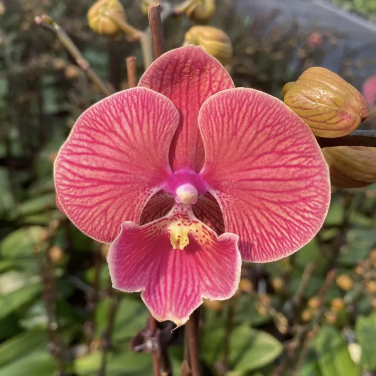 【鱼鱼大舌头 2花剑】3.0寸高端蝴蝶兰花苗