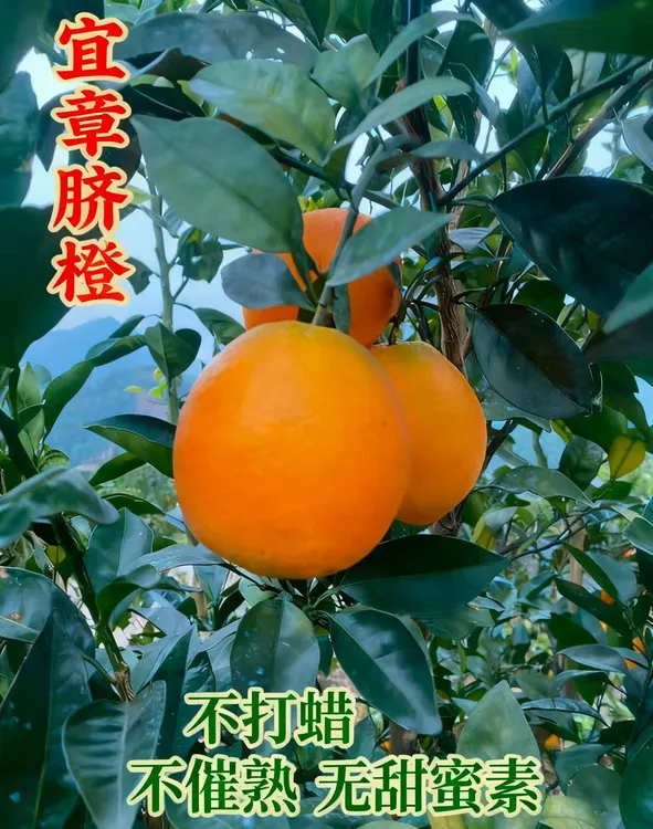 正宗湖南宜章脐橙果园现摘产地直发不打蜡不催熟无甜蜜素