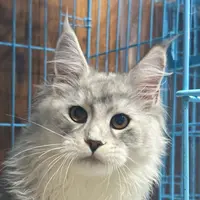 来了姊妹-银虎斑加白缅因猫-弟弟-77