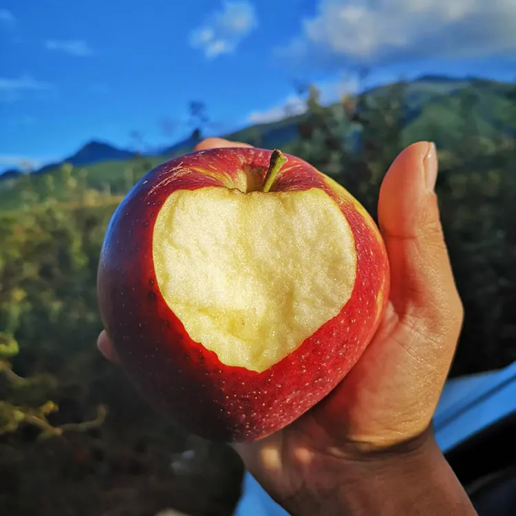 【小荷鲜】云南昭通丑苹果 4.5斤 单果150-380g