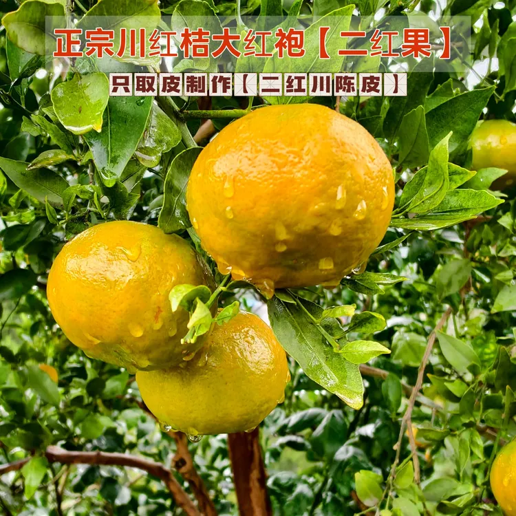 苌公禾【郡家】正宗老树古红橘二红果川红桔大红袍高品质川陈皮原料