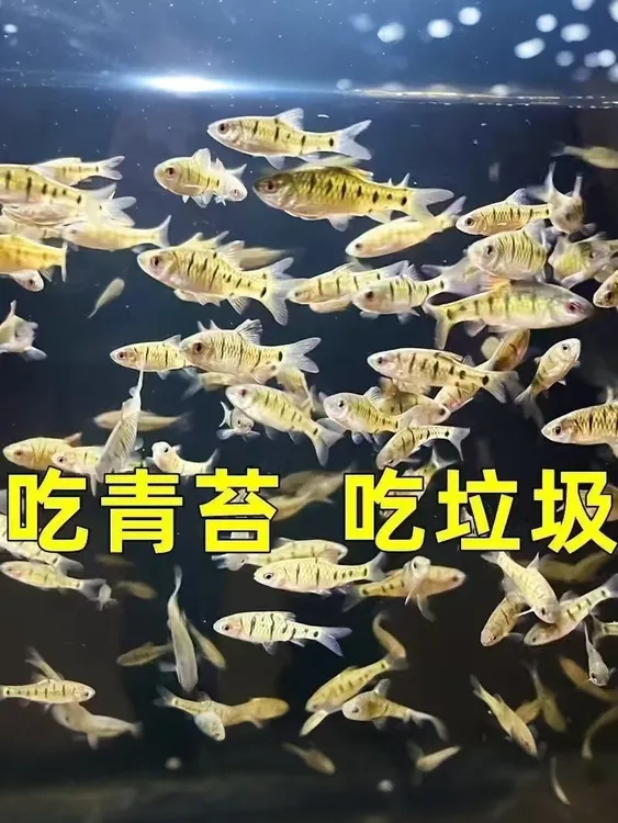 原生鱼生态冷水条纹小鲃淡水鲜活溪水小杂鱼群游鱼耐活除藻观赏鱼