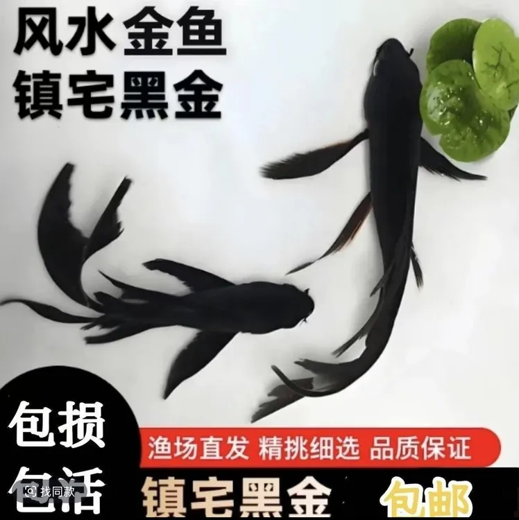 贵族纯种黑草金锦鲤观赏鱼小金鱼冷水小型鱼好养室外观赏鱼淡水鱼