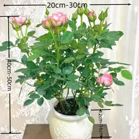 带花苞【仙度瑞拉丨欧洲玫瑰月季】粉色盆栽（带梅花盆带土基地发）