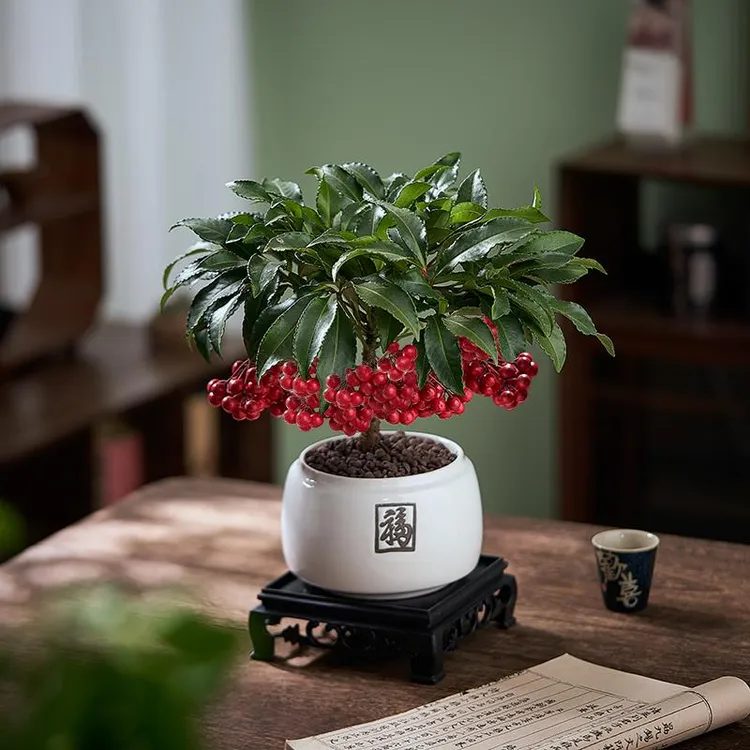 富贵籽盆景矮化造型老桩室内客厅绿植花阳台窗台盆栽节日喜庆花卉