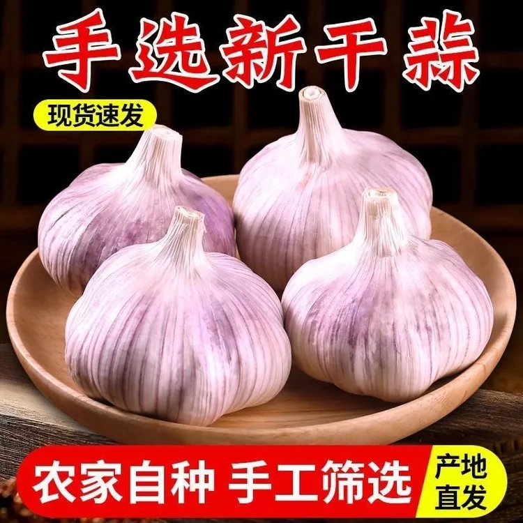 【五斤装】河南正宗紫白皮大蒜头辛辣味十足新干蒜