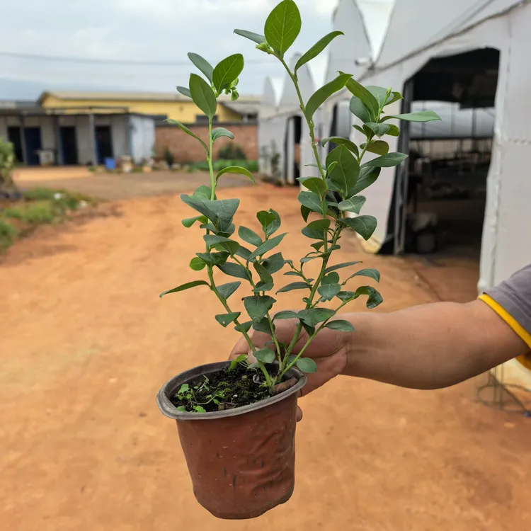 花香蓝莓苗 小苗带花苞当年结果原盆原土发货适合好种植耐寒好养