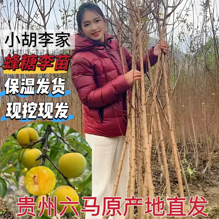 贵州六马镇蜂糖李子树苗嫁接苗原产地直发