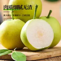 山西正宗玉露香梨常村现摘爆汁甜脆无渣原产地直发