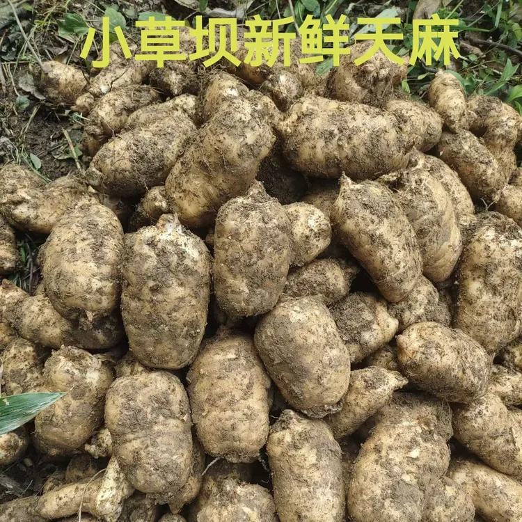 (新鲜天麻) 正宗云南昭通小草坝新鲜天麻1斤/3斤/5斤现挖产地直发