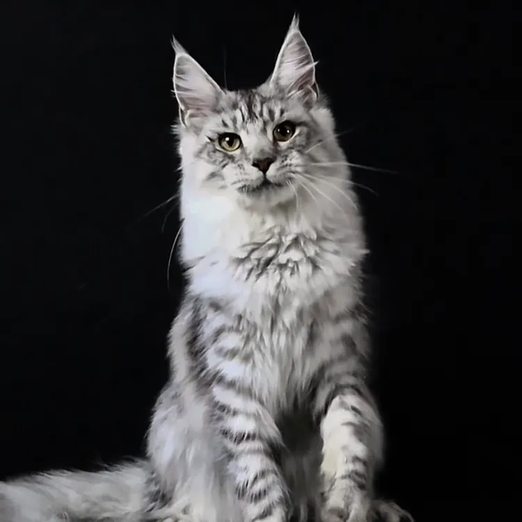 纯种缅因幼猫银虎妹妹