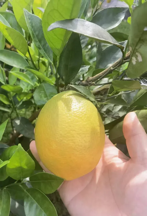 湖北宜昌纽荷尔脐橙新鲜当季水果浅橙黄色果大清甜多汁