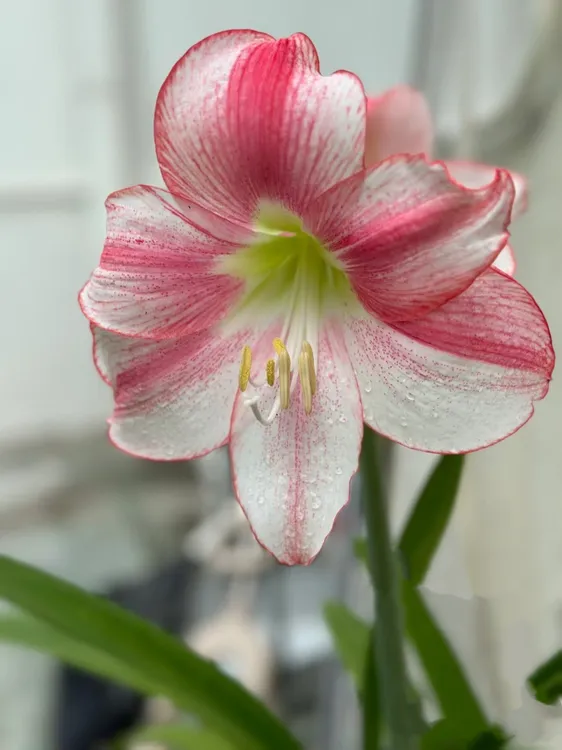 <桑河>荷兰朱经典品种，大花型优秀母本，开花大球坨坨都有，包对版