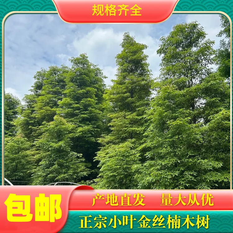 【地径2公分粗】正宗小叶桢楠金丝楠木庭院植物地栽带土带叶发货