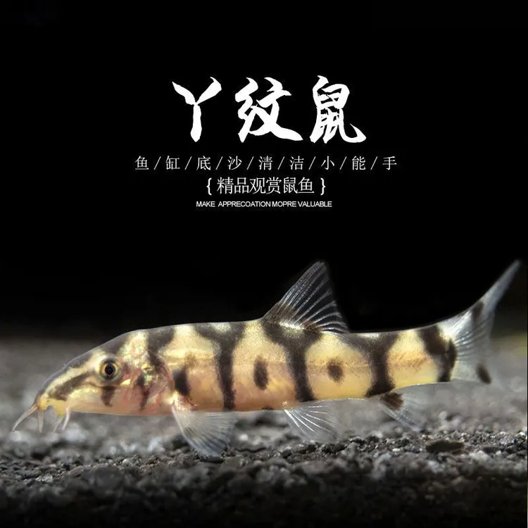 Y纹鼠鱼热带鱼观赏鱼沙鳅Y字鼠白老鼠清理底床鱼翻砂工具鱼活体