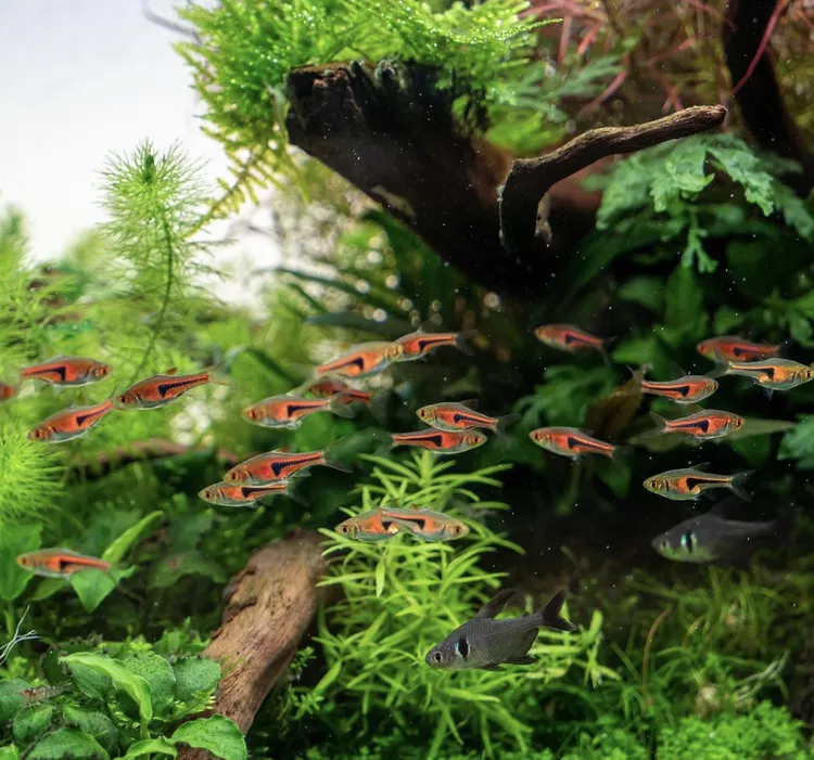 三角灯鱼小型热带淡水鱼灯科鱼宝莲灯红绿灯小鱼观赏鱼