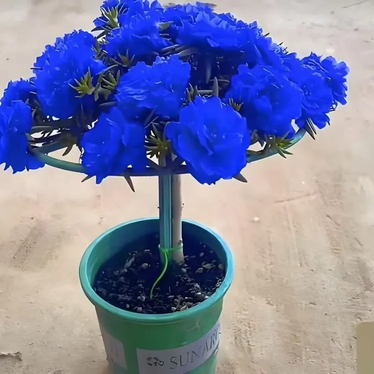 新品种蓝色太阳花老桩重瓣老桩苗庭院阳台盆栽地栽户外重瓣苗