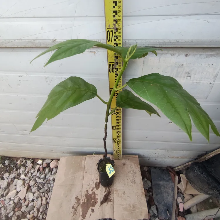 面包树面包果小袋35号罗蜜树马槟榔面磅树庭院大型绿植结果绿植