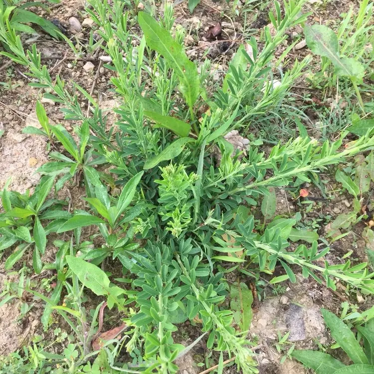 客家草根 截叶铁扫帚 千里光 关门草 肝的草 疳积草 煲汤煮水干品