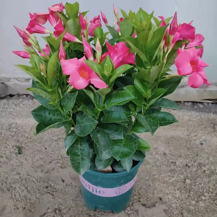 粉色飘香藤绿植盆栽花卉四季开花室内阳台爬藤植物庭院新鲜花卉