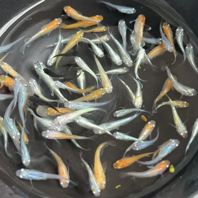 混搭亚成鱼尺寸2厘米15+3备损18条品种看图6-8，送小包饲料收卵器