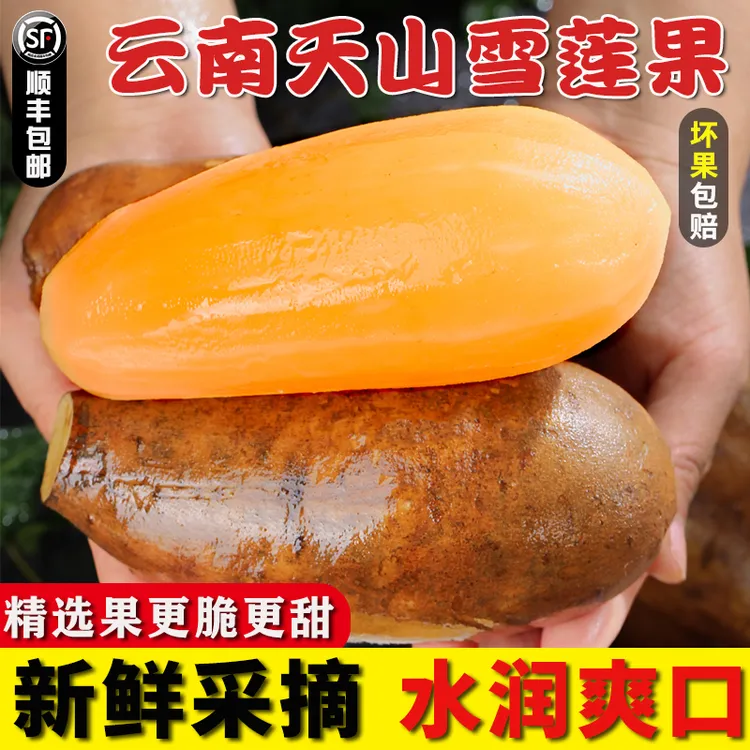 顺丰次日达 云南天山雪莲果新鲜水果10斤黄心清甜多汁现摘现发