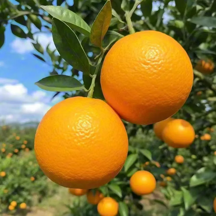正宗黔阳冰糖橙新鲜水果产地直发香甜多汁