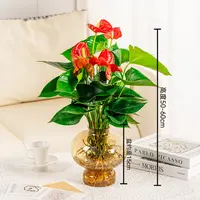 水培红掌室内植物50-60cm高易活绿植开花盆栽好养带肥料配盆