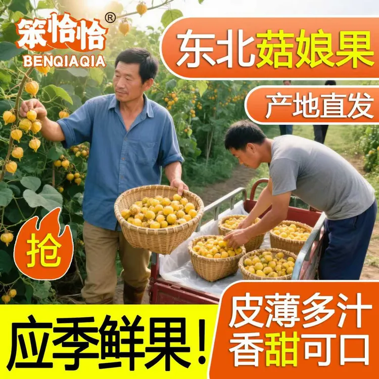 (顺丰包邮)东北姑娘果灯笼果新鲜采摘【黑龙江产地直发】