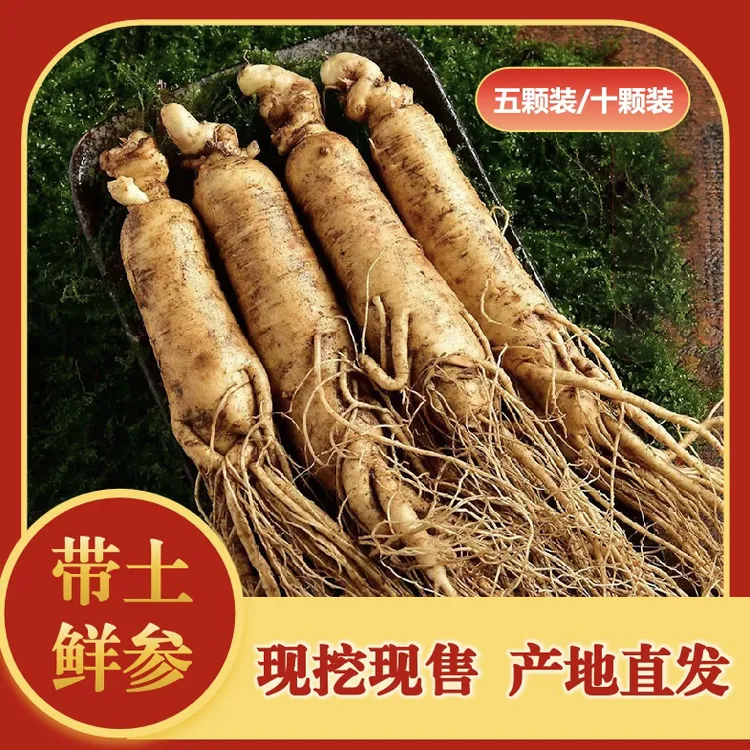 森弟新鲜人参大号高品质人参五年园子参现采现挖煲汤泡酒产地直发