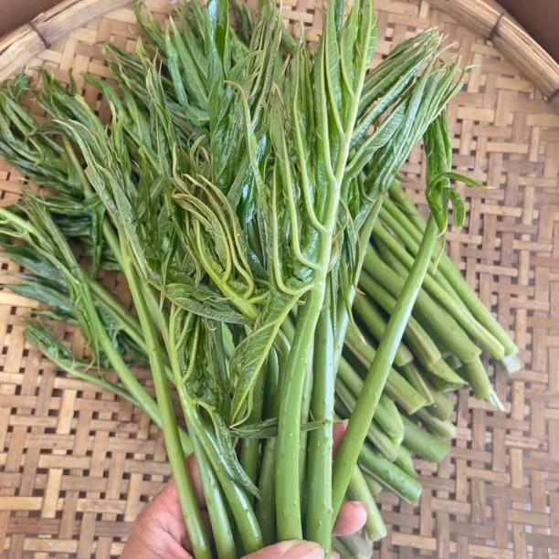 刺芋 刺过江 泰国缅甸云南版纳少数民族特色野菜美味蔬菜新鲜刺菜