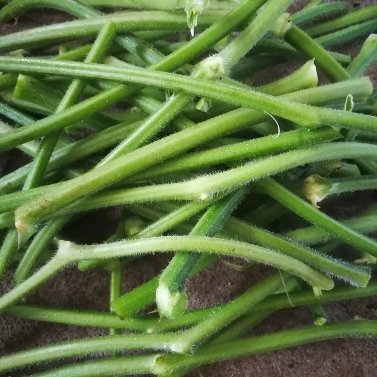 湖南南瓜藤南瓜杆农家自种南瓜藤无叶杆现摘现发南瓜藤新鲜现摘