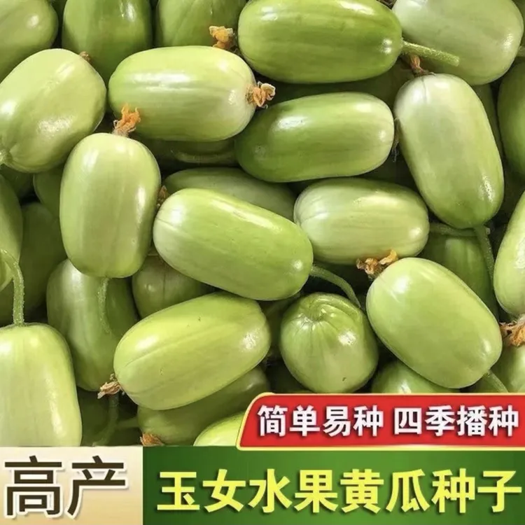 【玉女黄瓜种子】家庭阳台小院种植四季播种蔬菜种籽盆栽地栽易种
