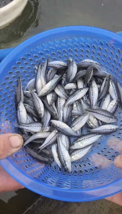 鲜活耐养淡水鲈鱼苗可观赏用于鱼塘鱼缸养殖