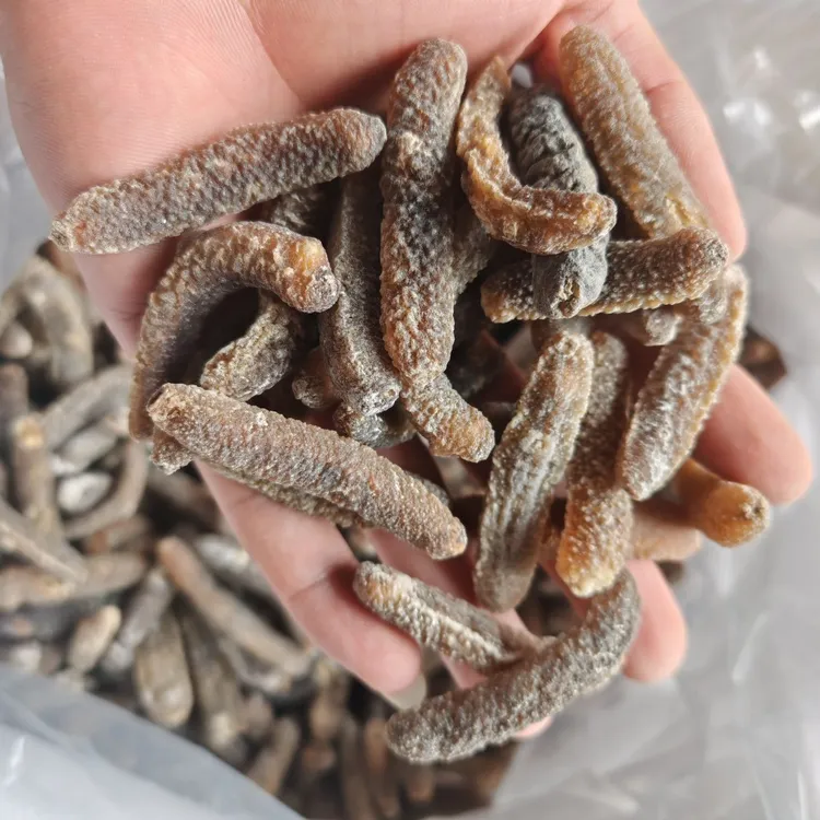 纯淡干野生沙秃海参深海天然干货煲汤煲粥打火锅食用水产制品