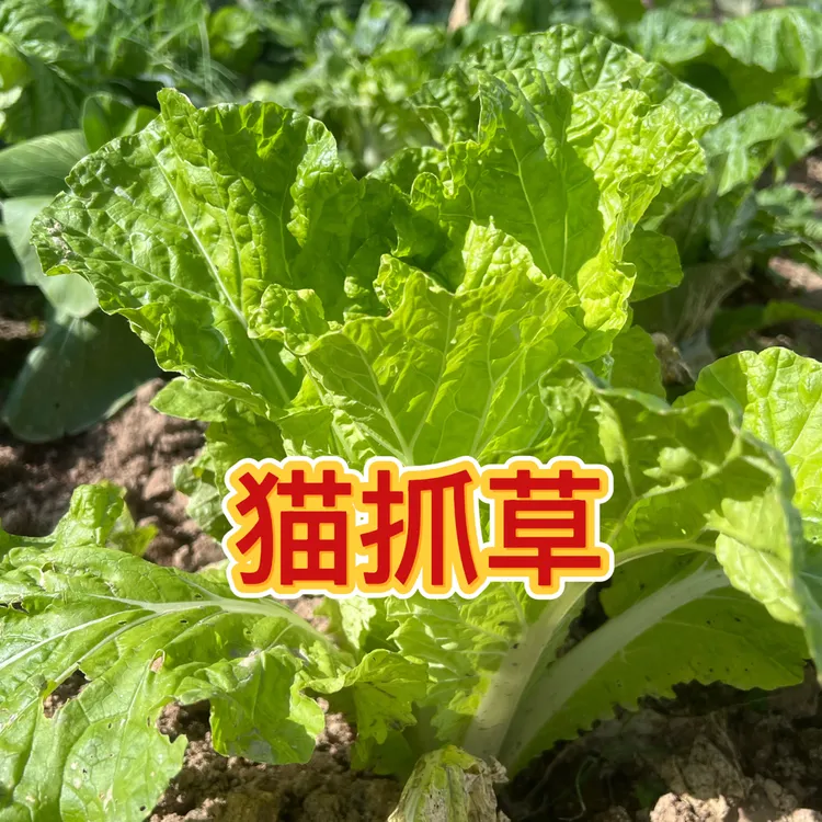 蛟哥土特产 永嘉猫抓农家菜