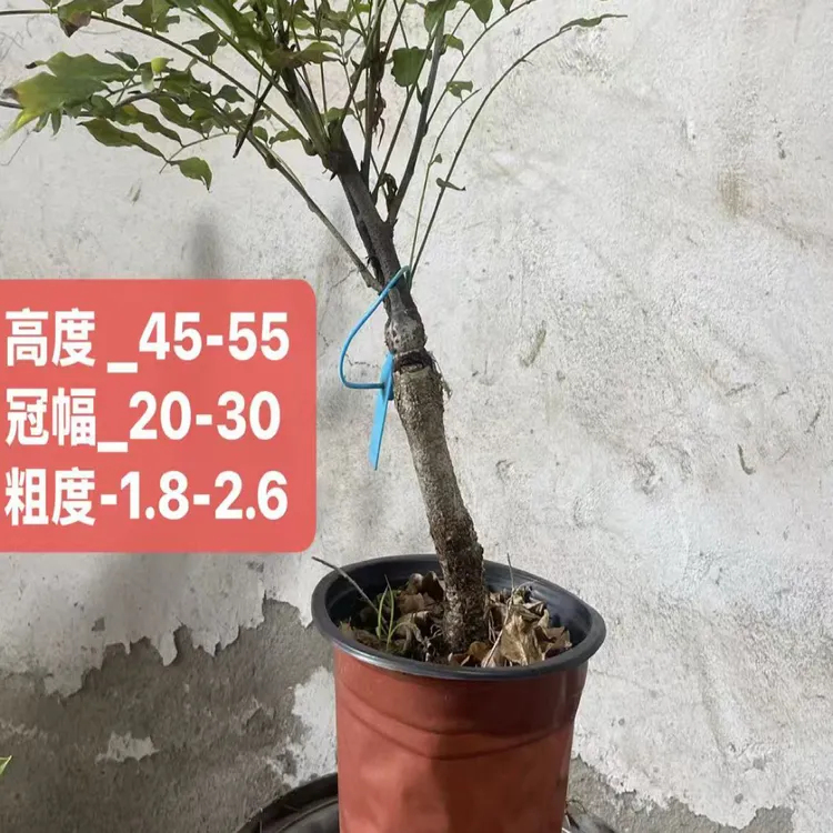 紫藤盆景当年开花带盆发货