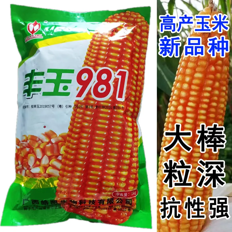 丰玉981玉米种子籽粒金黄半马齿型玉米种子双胞胎玉米种子