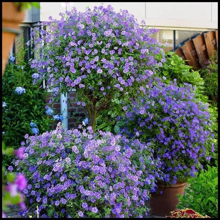 蓝花茄花苗盆栽阳台庭院花园多年生丰花小灌木开花卉绿植耐寒耐热