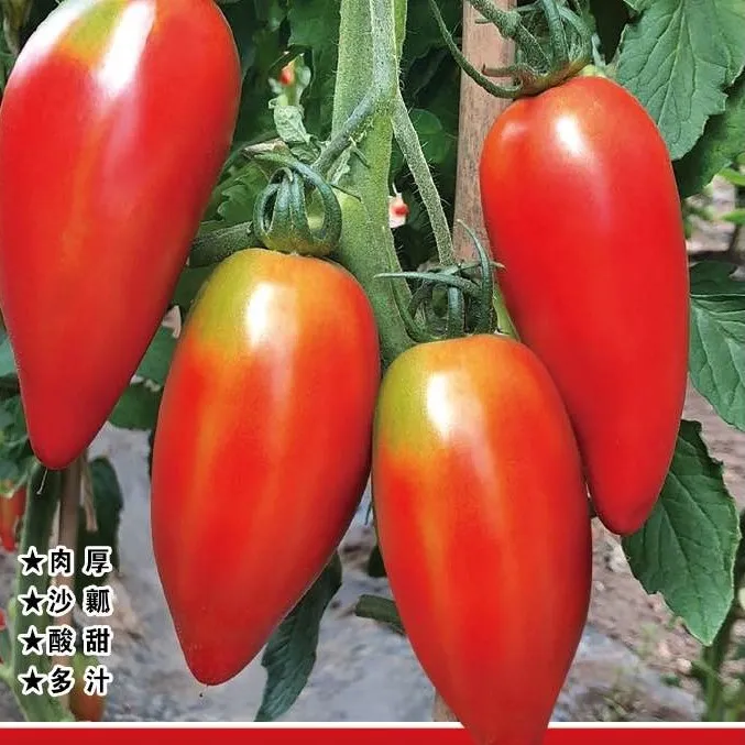 芒果蜜香蕉番茄种子