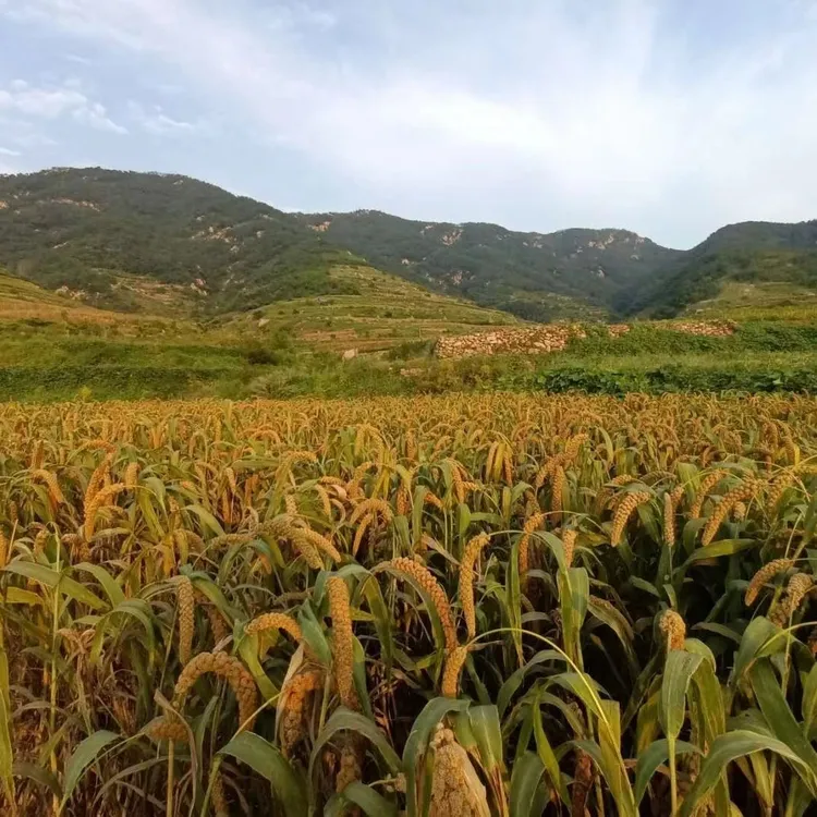 行走的农村严选5斤米包邮