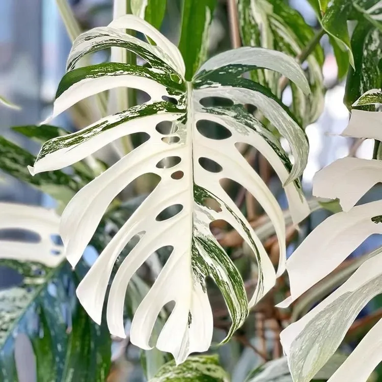 洒金龟背竹白龟进口绿植北欧风网红盆栽室内阳台观叶植物西南花卉