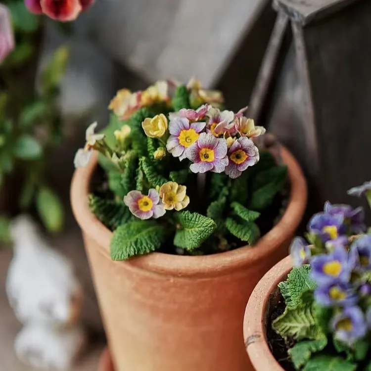 混色 日系高杆复古报春花盆栽 耐寒室内桌面花卉阳台庭院新手好养