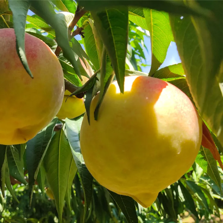 果贝康康贝果蔬基地现摘深州蜜桃水蜜桃新鲜当季水果蜜香味的桃子