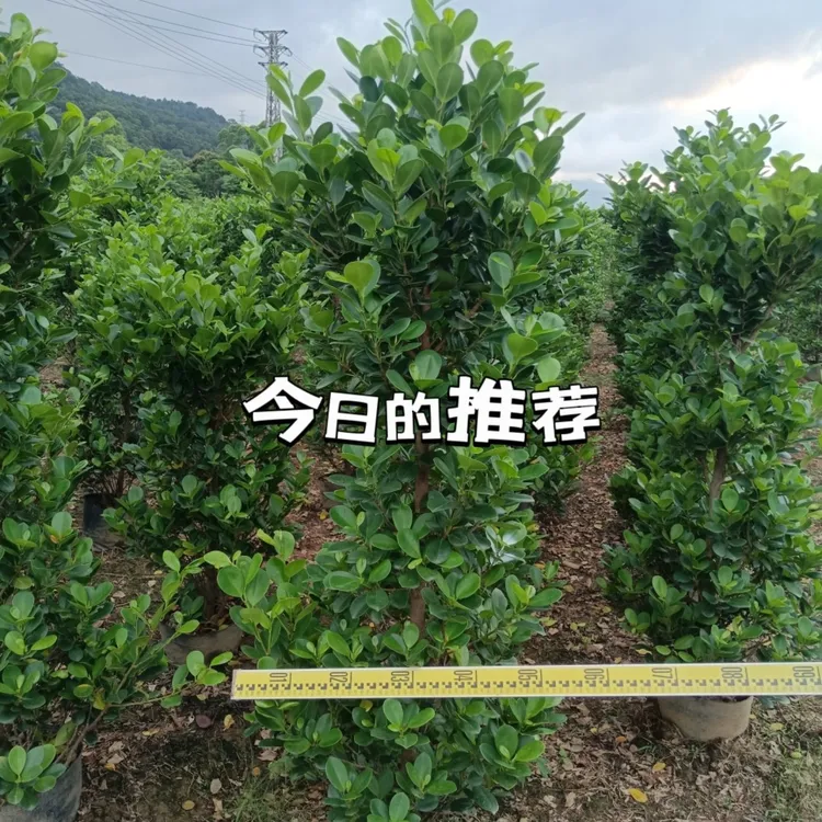 庭院围墙适用四季常绿耐热的火山榕苗不含运费请咨询客服