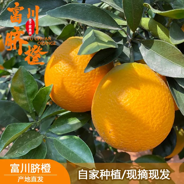 正宗广西富川脐橙/现摘现发/自家种植  橙香味浓
