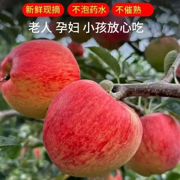 云南昭通丑苹果新鲜脆甜多汁当季水果产地现摘