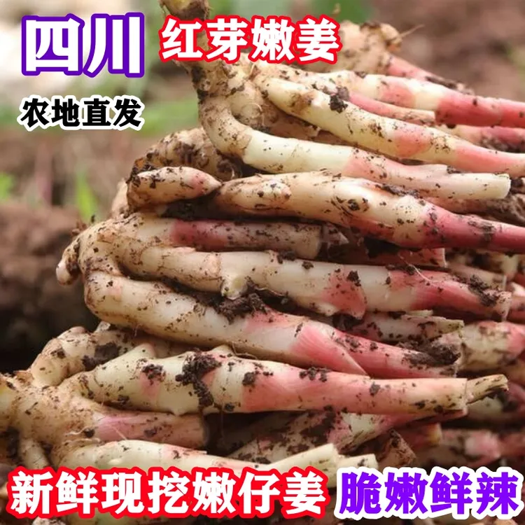 四川五宝镇新鲜红芽嫩姜时令应季蔬菜可腌制泡糖醋姜无筋无丝生姜